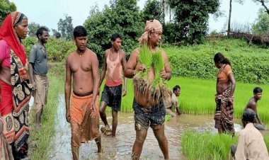 झारखंड: लेबर मिनिस्टर सत्यानंद भोक्ता अपने गांव में खेतों में उतरकर की धान रोपनी, हल-बैल के साथ जुताई की