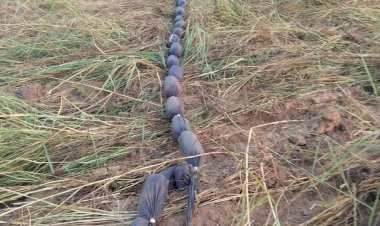 जम्मू-कश्मीर: BSF ने आर्म्स के साथ-साथ ड्रग्स की तस्करी की पाकिस्तानी साजिश नाकाम किया