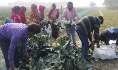 बिहार:समस्तीपुर में  एक रुपये किलो गोभी बिकने पर फसल को रौंदने लगा था किसान, दिल्ली के बिजनसमैन ने दिये 10 गुना दाम