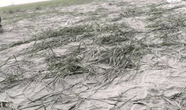 बिहार:नवगछिया में CM नीतीश कुमार के दौरा से 100 एकड़ में लगी फसल बर्बाद, किसानों में आक्रोश