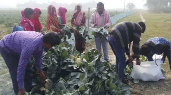 बिहार:समस्तीपुर में  एक रुपये किलो गोभी बिकने पर फसल को रौंदने लगा था किसान, दिल्ली के बिजनसमैन ने दिये 10 गुना दाम