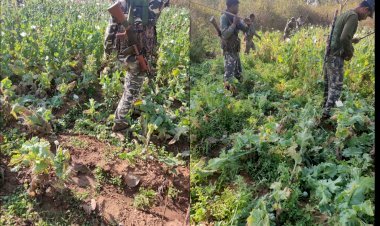 झारखंड: खूंटी में कई एकड़ में लगी अफीम की खेती को पुलिस ने किया नष्ट, अफीम के साथ तीन तस्कर अरेस्ट