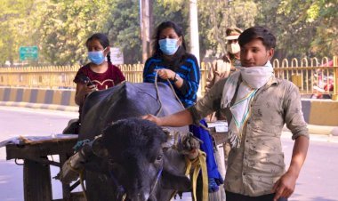 यूपी: भैंसा-बुग्गी चलाते दिखीं मुजफ्फरनगर की डीएम सेल्वा कुमारी, ट्वीट कर कहा-आज डेढ़ साल पुरानी इच्छा पूरी हुई