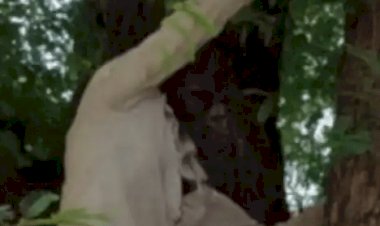 मध्य प्रदेश: वैक्सीन लेने से बचने के लिए वाइफ का आधार कार्ड लेकर पेड़ पर चढ़ा हैसबैंड, हाई वोल्टेज ड्रामा