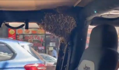 ऑस्ट्रेलिया: जीप खड़ी करके शॉपिंग करने गया, वापस लौटा तो जीप में दिखा मधुमक्खी का झुंड