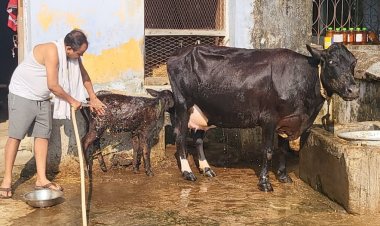 झारखंड: गो सेवक बने जामताड़ा MLA डॉ इरफान अंसारी, ट्वीट कर कांग्रेस व राहुल -प्रियंका को दी जानकारी