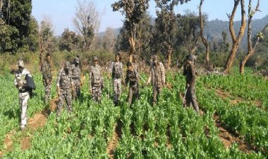 खुंटी: पुलिस ने 37 एकड़ में लगी अफीम की फसल को किया नष्ट, तीन अरेस्ट