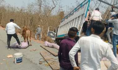 मध्य प्रदेश: लहसुन-प्याज के बीच छिपाकर ले जा रहे थे गोवंश, खंडवा में ट्रक पलटा तो हुआ तस्करी का खुलासा