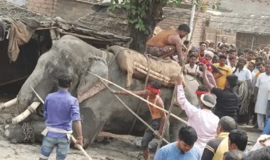 बिहार: मोतिहारी में हाथी ने महावत को पटक-पटककर मार डाला