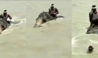 बिहार: महावत को बचाने के लिए गंगा में एक किमी तैरता रहा हाथी, तेज लहरों से लड़ते गजराज का वीडियो वायरल