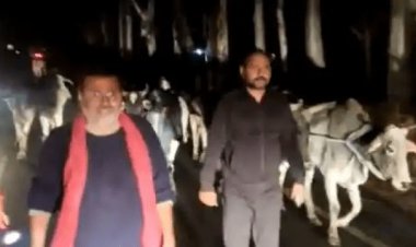झारखंड: BJP एमपी निशिकांत दुबे ने 10 हजार गायों को तस्करों से कराया मुक्त, शेयर किया VIDEO