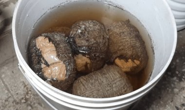 हाजीपुर: नाबालिग ने टोकरी में आठ जिंदा बम लाकर घर में रखा, पिता ने पुलिस को दे दी सूचना