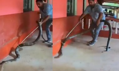 कार के नीचे छिपा था 15 फीट लंबा कोबरा, शख्स ने हाथ से पकड़ा लिया