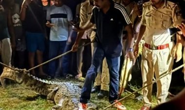 Bihar: अरेराज के DSP ने एक झटके में काबू किया विशालकाय मगरमच्छ, मुंह में फंसाया जाल