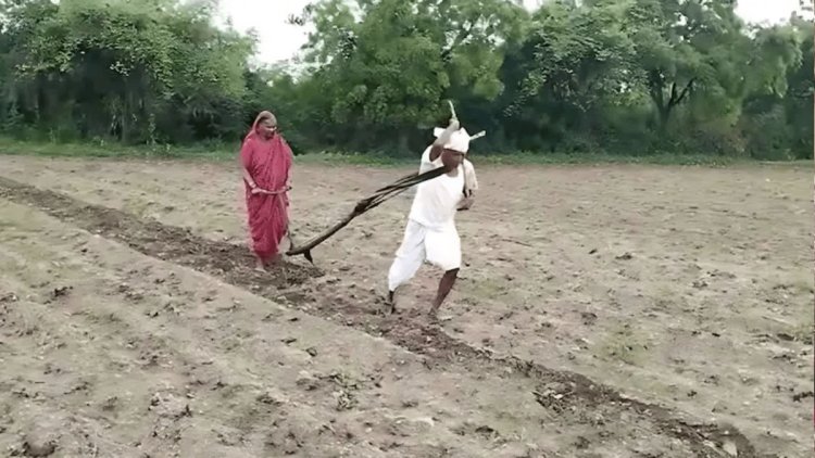 Maharashtra : बैल की जगह खुद हल खींच रहे किसान,  पिघला सरकार का दिल, मिनिस्टर ने भर दिया पूरा लोन