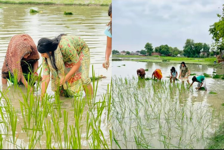 Uttar Pradesh: MP प्रिया सरोज ने की धान की रोपनी, दोस्तों के साथ खेत में उतरी